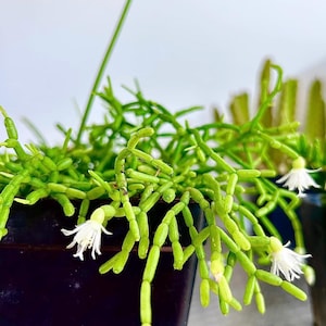 May include: Close-up of a vibrant green plant with segmented stems and delicate white flowers. The plant is potted in a dark container, with a bright background. The plant's unique structure and blooms create a visually appealing display.