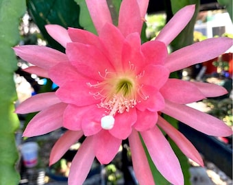 Peach color epiphyllum cactus  10 “ cuttings(single piece)