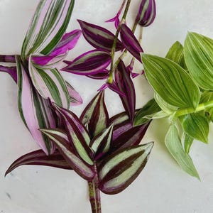 Tradescantia zebrina unrooted  Cuttings Collectors , Varieties of Wandering Jew Variegated Pink Purple Green Silver