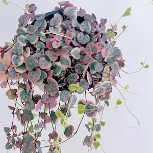 May include: A hanging String of Hearts plant in a black pot. The plant features heart-shaped leaves with pink, green, and cream variegation. Trailing stems with small green leaves extend from the pot, creating a cascading effect. The plant is set against a white background.