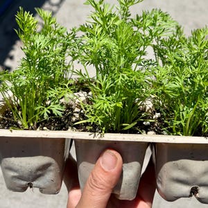 May include: A set of three light gray plastic starter pots containing vibrant green carrot seedlings growing in dark potting soil. Each pot features a small drainage hole at the bottom, and the plants display delicate, feathery foliage.