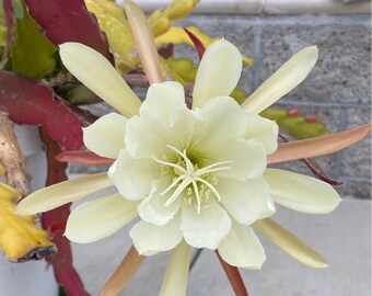 White EPIPHYLLUM ORCHID CACTUS ' single 8” cutting