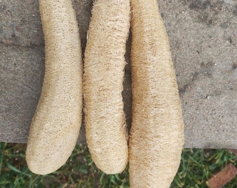 May include: Three beige loofah sponges, arranged side by side, with a textured, fibrous appearance. The natural bath products are elongated and cylindrical, with a light tan color. The image is taken from a top-down perspective.