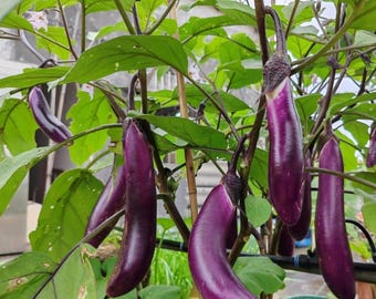 Live Japanese Eggplant Plant – Starter Plant in 4-Inch Pot | Vegetable Garden Plant, Easy to Grow, Home Garden Veggie Starter