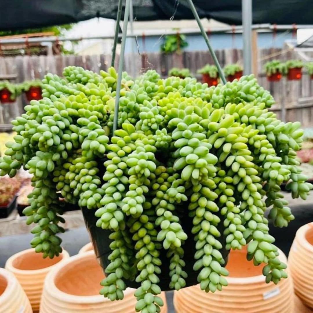 Burro's Tail Succulent: Donkey's Tail Hanging Plant - Etsy