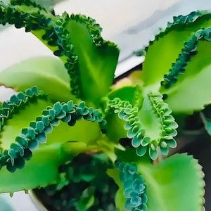 Puede incluir: Primer plano de una planta verde con hojas gruesas. La planta tiene pequeñas plántulas que crecen a lo largo de los bordes de las hojas. Las hojas son de un color verde brillante y la planta parece sana y bien nutrida.