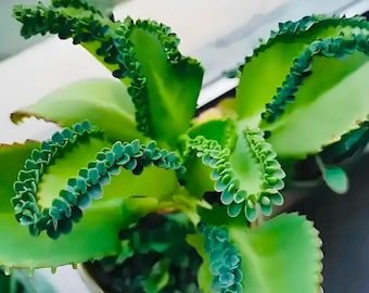 Kalanchoe daigremontiana 'Mother of Thousands' Succulent Plant