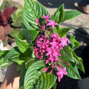 May include: A vibrant pentas plant featuring clusters of star-shaped, bright pink flowers and deep green, textured, lance-shaped leaves. The plant displays multiple blooming flower heads and unopened buds, showcasing a rich contrast between the foliage.
