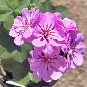 May include: Close-up of a cluster of vibrant pink geranium flowers. The petals display a delicate pattern of darker pink veins and spots, with a darker center. The flowers are surrounded by green leaves.