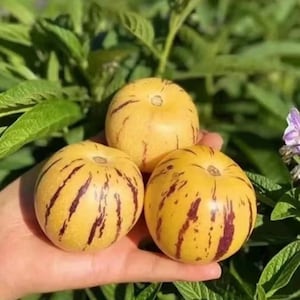 1 organic Pepino Melon fruit tree live plants in 3.5'' pot