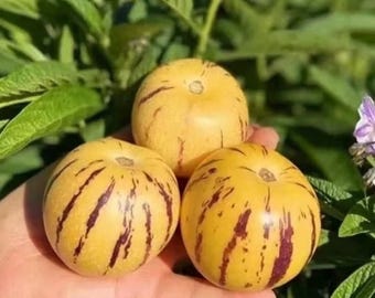 1 organic Pepino Melon fruit tree live plants in 3.5'' pot