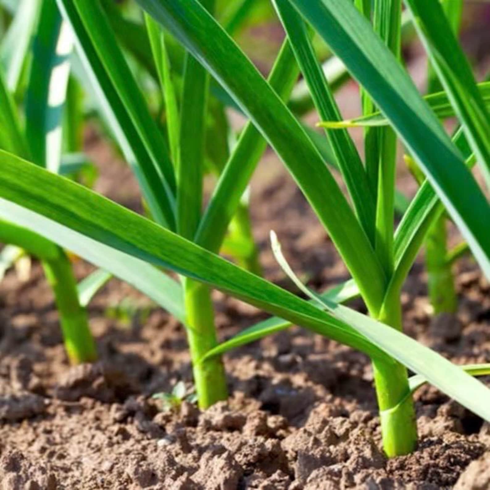California Softneck Garlic, 6 Bulbs. Great for Fall or Spring Planting ...
