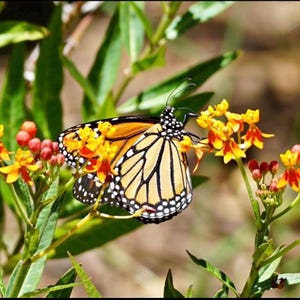 May include: A Monarch butterfly with orange, black, and white markings rests on a cluster of yellow and orange flowers. The butterfly's wings are spread, showcasing the intricate patterns. Green leaves and stems surround the flowers, creating a natural scene.