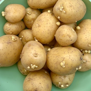 May include: A close-up shot of a pile of light brown potatoes with small sprouts. The potatoes are of various sizes and shapes, and are in a light green bowl. The potatoes have a rough texture and are ready for planting.