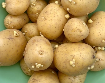 sprouted potatoes easy for grow ，easy grow, premium gold potatoes