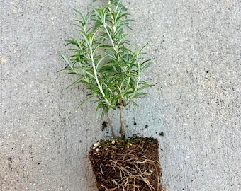 Tuscan Blue Rosemary Plant: Live Rosmarinus Officinalis in 3.5" Pot