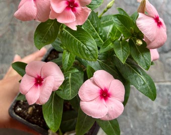Set of 4 Bright White Vinca Live Plants (madagascar Periwinkle) | Outdoor  Flowering Plants | Easy Care Garden Flowers | Potted Plants Set - Etsy
