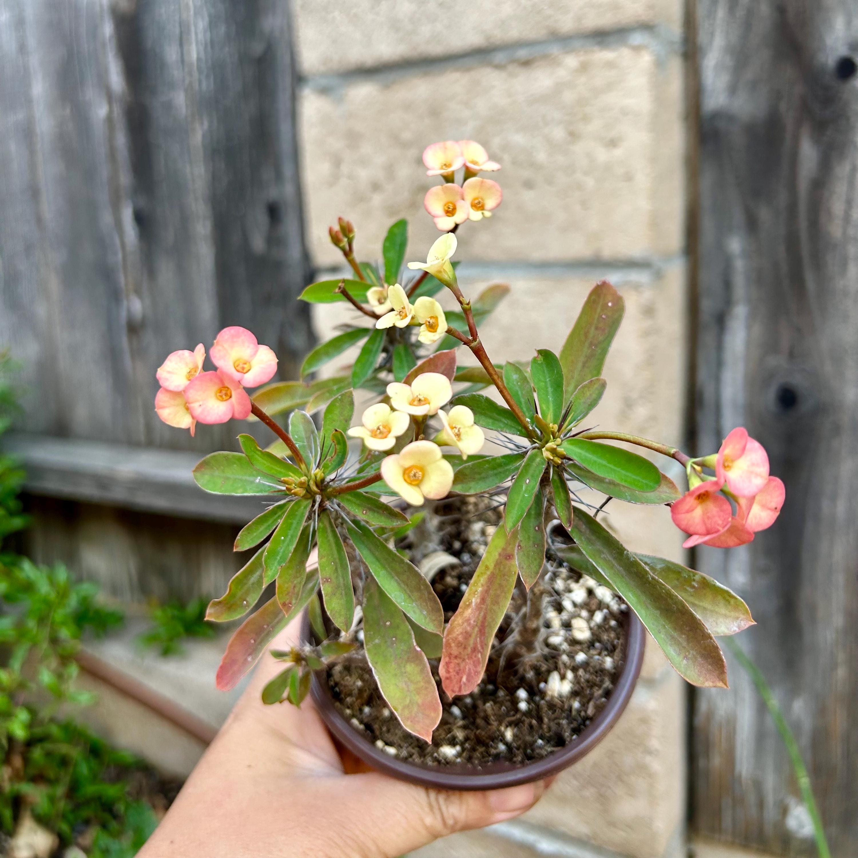 Variegated Euphorbia Milii - Etsy