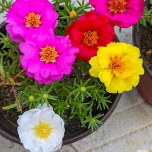 May include: A close-up of a potted plant with vibrant flowers in shades of pink, red, yellow, and white. The flowers have multiple petals and bright orange centers. The green foliage provides a contrasting backdrop to the colorful blooms.