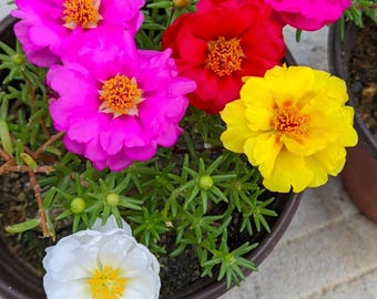 Moss Rose ( Portulaca Grandiflora ), Color Mix PLANTS ,  4” pot