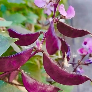 6 Rare purple beans Seeds,hyacinth bean, Lablab purpureus