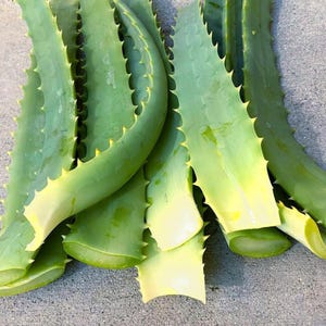 Aloe Vera Herb - Etsy