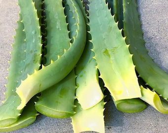 Aloe Arborescens Fresh Leaves , 900g(about 2 lbs),Organically Grown ,Freshly Harvested, Medicinal Grade