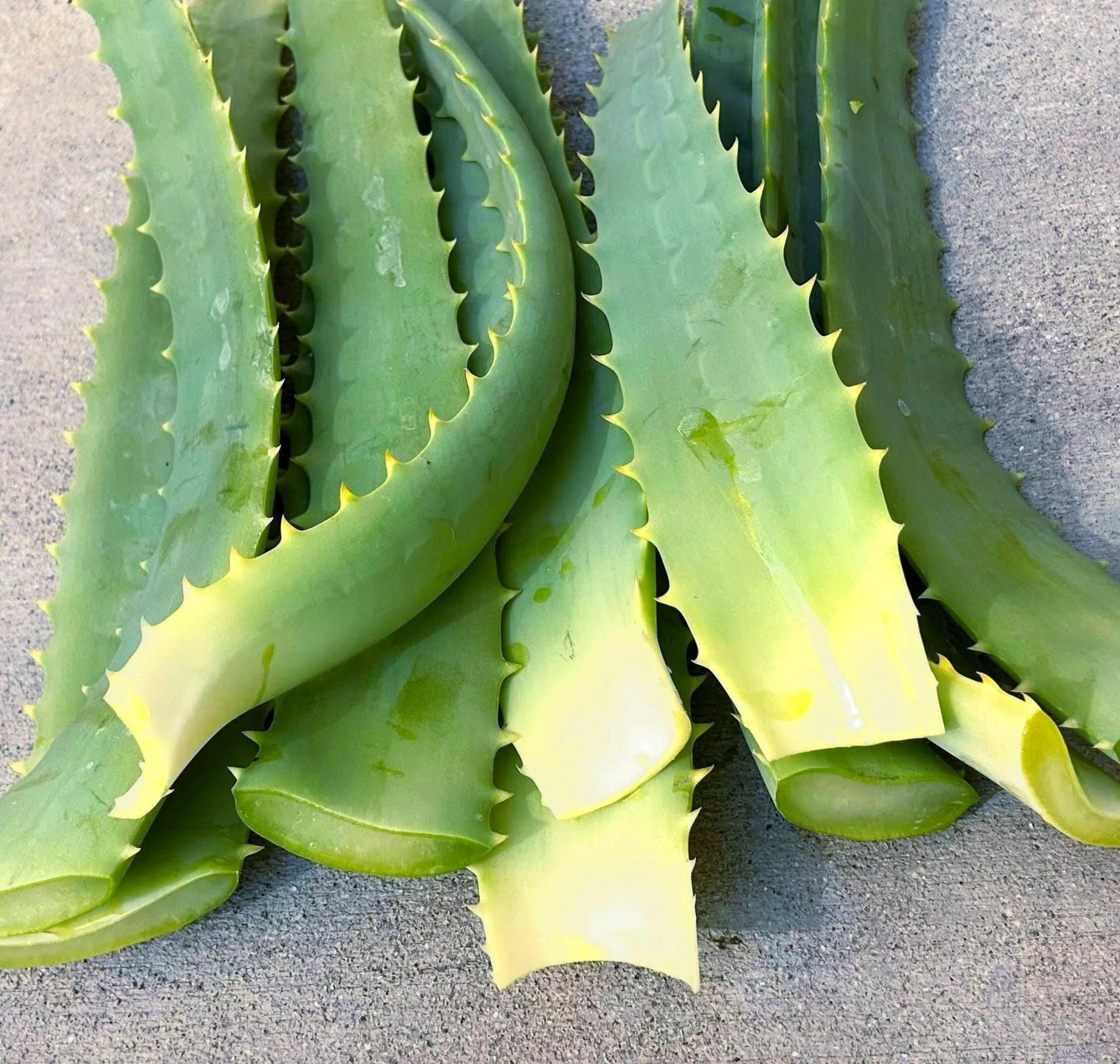 boire aloe vera Aloe Vera Trinkgel BIO 1l