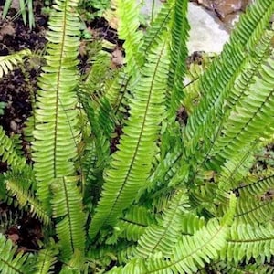 Boston Fern  Nephrolepis live plant   indoor & outdoor