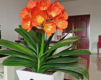 Clivia Miniata ‘Bush Lily’ – Easy Care Indoor Plant – Winter Blooming Evergreen Houseplant – Orange Flowers – Perfect Gift Plant
