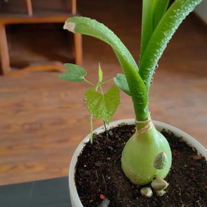 May include: A close-up of a green plant in a white pot. The plant has a bulbous base and long, curved green leaves. Small, heart-shaped leaves sprout from a nearby stem. The plant is in dark soil, and water droplets are visible.