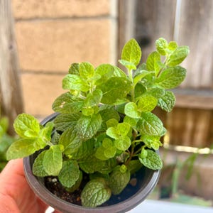 Live Rooted pepper Mint Plant |  Mint Herb |  Easy Grow | 3.5” Pot