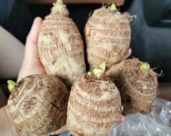 thumbnail image 2 of Live Ulaula Kumu Hawaiian Taro Plant - Edible Colocasia Elephant Ear - Potted 2 of 5