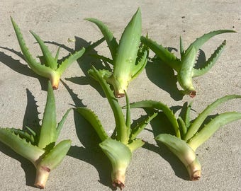 Aloe Arborescens – 6 Small Cuttings (4–6”) | Starter Succulent Plants | Easy to Root & Grow | Medicinal Aloe Variety