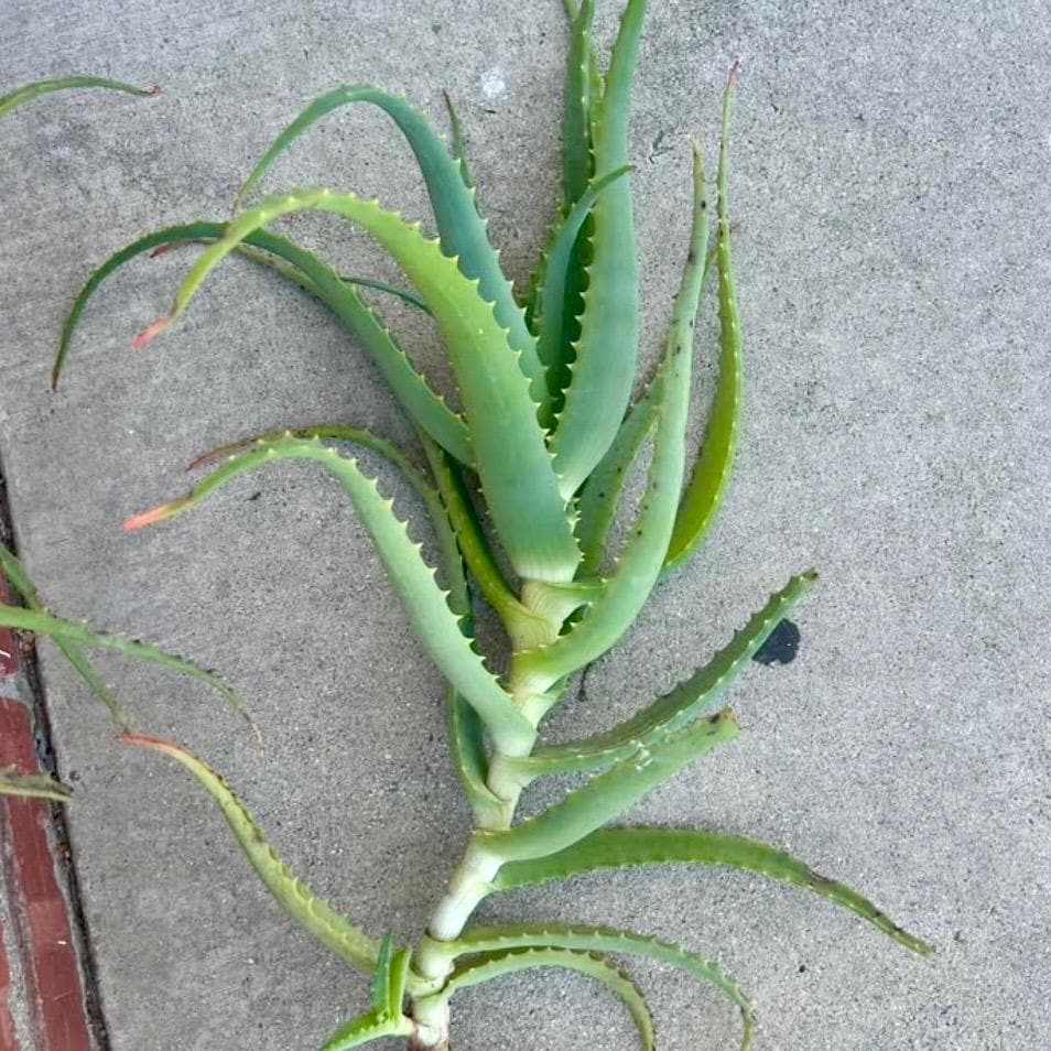 Aloe Cuttings - Etsy
