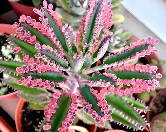 Variegated Pink Mother of Millions plant,  Mother of Thousands, Kalachoe Delagoensis Mother Day gift