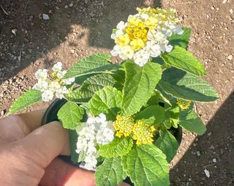 Blooming now Lemon Yellow Lantana Live plant in bloom in 6 inch high pot.