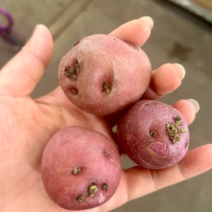 May include: Three small, round red potatoes with smooth, reddish-pink skin and visible sprouts emerging from several eyes. The potatoes are held together, displaying their textured surface, natural coloration, and the small green buds growing from the indentations on their exterior.