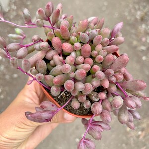 May include: A Sedum rubrotinctum succulent plant in a small orange plastic pot. The plant features numerous plump, oval-shaped leaves that transition from green to a deep reddish-pink color. The stems are a vibrant magenta, extending outward.