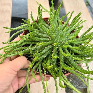 May include: A green succulent plant in a brown pot. The plant has many long, thin stems with small, spiky protrusions. The plant is held by a hand, and the background is a wooden surface.