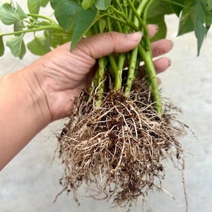 May include: A close-up of a hand holding a bundle of sweet potato plant stems, roots, and leaves. The roots are a tangled mass of light brown and white, with soil clinging to them. The stems are green, and the leaves are heart-shaped and green.