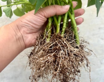 Well rooted Sweet Potato Slips | Organic Fresh Cuttings | Heirloom Sweet Potato Starts for Planting | Garden Ready