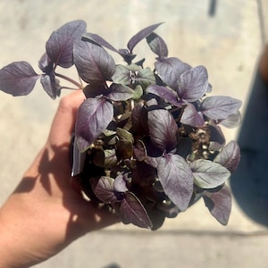 May include: A close-up of a small potted plant with deep purple leaves. The leaves have a textured surface and are clustered together. The plant is held in a person's hand, with the sunlight casting shadows.