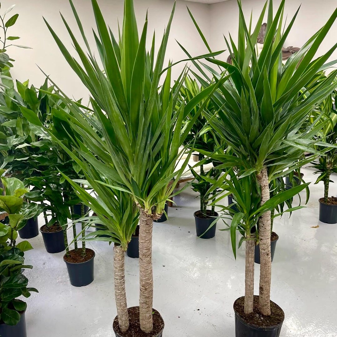 Dracaena Yucca Cane, Yucca Gigantea Single Stem4& 6 Pot - Etsy