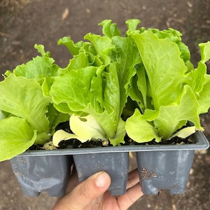 May include: A plastic seedling tray with three compartments containing vibrant green lettuce starts. Each plant features ruffled, light green leaves growing from dark potting soil. The tray is a dark gray color and holds the young plants upright.