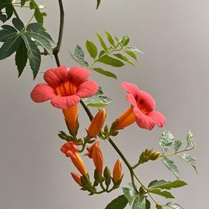 Orange Cape Honeysuckle 7&#39;&#39; Fresh cutting  ,Climbing Shrub ,Climbing Hedge ,Perennial Plant