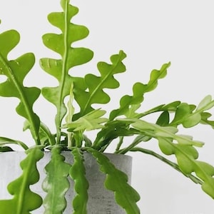 May include: A close-up of a green zig-zag plant in a gray concrete pot against a white background. The plant has multiple stems with bright green, wavy-edged leaves. The pot is cylindrical and unadorned.