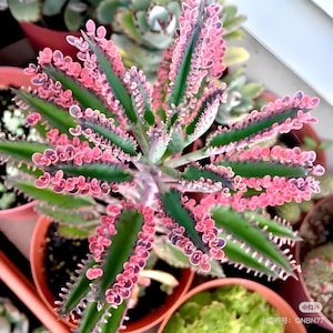 Variegated Pink Mother of Millions plant,  Mother of Thousands, Kalachoe Delagoensis Mother Day gift