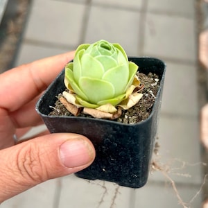 Rose Shaped Succulent - Etsy