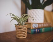 Vintage Mini Wicker Basket with LIVE air plant, air plant decor, gift for women, gift for plant lady, Gift for friend, stocking stuffer